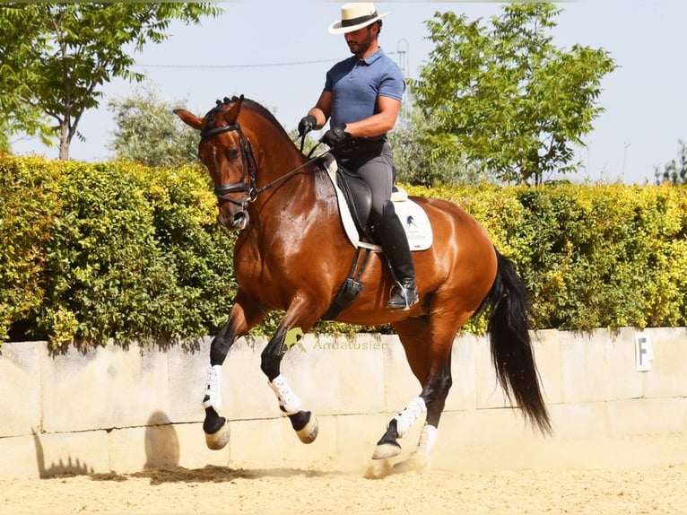 PRE Merrie 8 Jaar 168 cm Bruin in Provinz Malaga