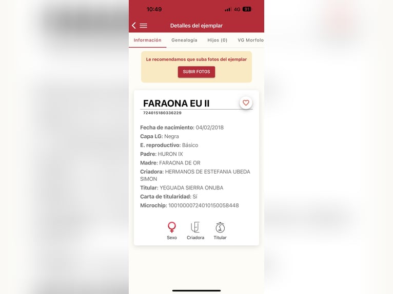 PRE Merrie 8 Jaar 170 cm Zwart in Galaroza (Huelva)