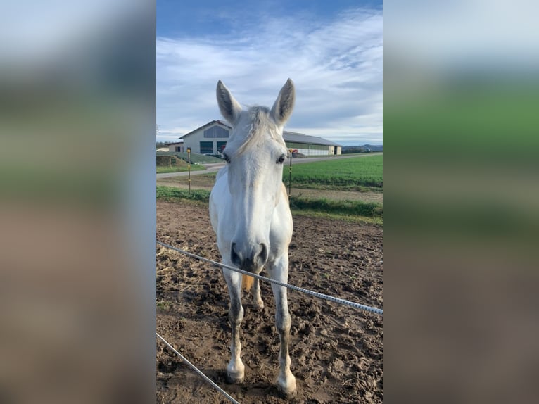 PRE Mix Merrie 8 Jaar 175 cm Schimmel in Rötz