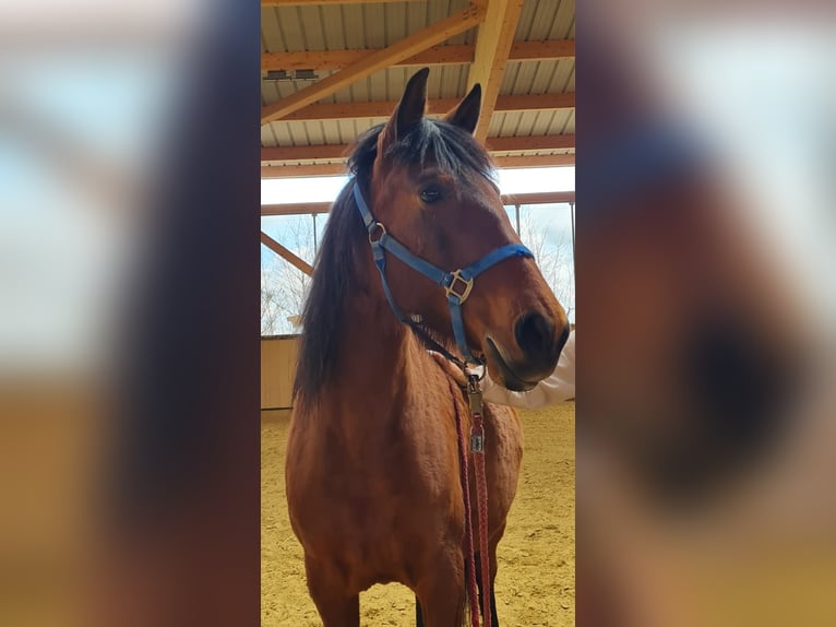 PRE Mix Merrie 9 Jaar 150 cm Bruin in Neumarkt-Sankt Veit