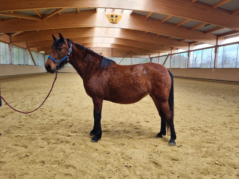 PRE Mix Merrie 9 Jaar 150 cm Bruin in Neumarkt-Sankt Veit