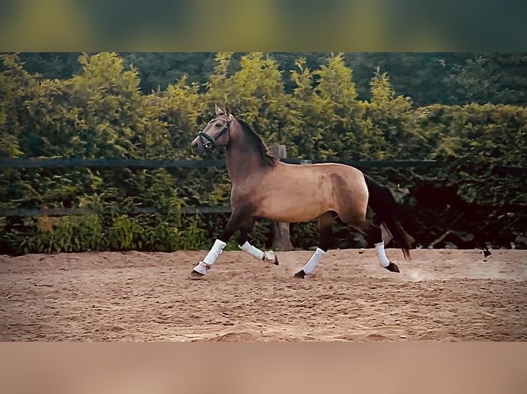 PRE Merrie 9 Jaar 150 cm Buckskin in Sośnica, Kąty Wrocławskie
