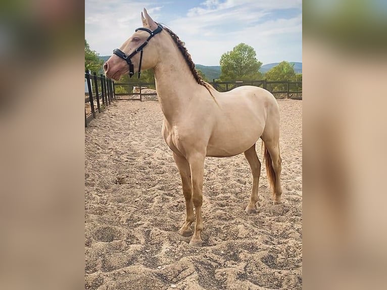 PRE Merrie 9 Jaar 150 cm Buckskin in Sośnica, Kąty Wrocławskie