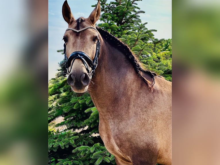 PRE Merrie 9 Jaar 150 cm Buckskin in Sośnica, Kąty Wrocławskie