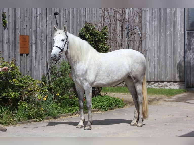 PRE Merrie 9 Jaar 154 cm  in Laichingen Suppingen