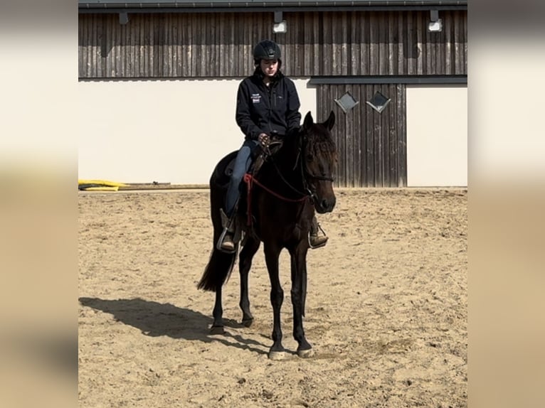 PRE Mix Merrie 9 Jaar 155 cm Bruin in Daleiden