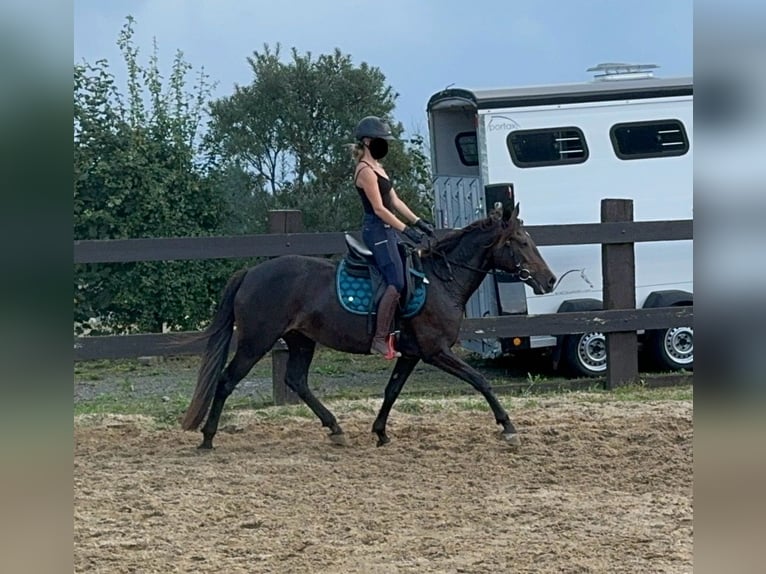 PRE Mix Merrie 9 Jaar 155 cm Bruin in Daleiden