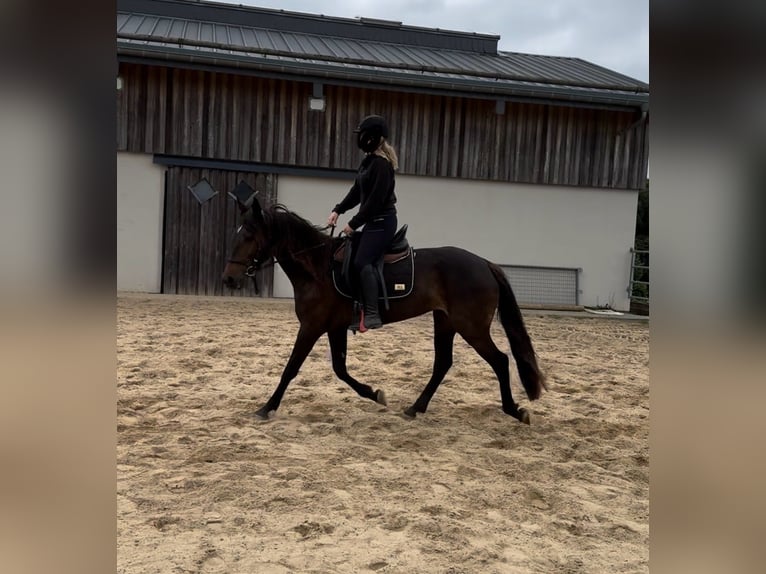 PRE Mix Merrie 9 Jaar 155 cm Bruin in Daleiden