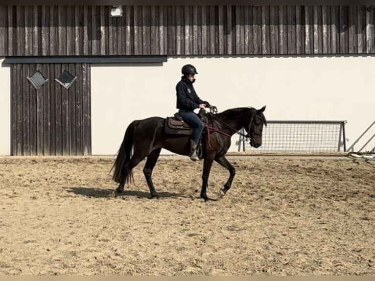 PRE Mix Merrie 9 Jaar 155 cm Bruin in Daleiden