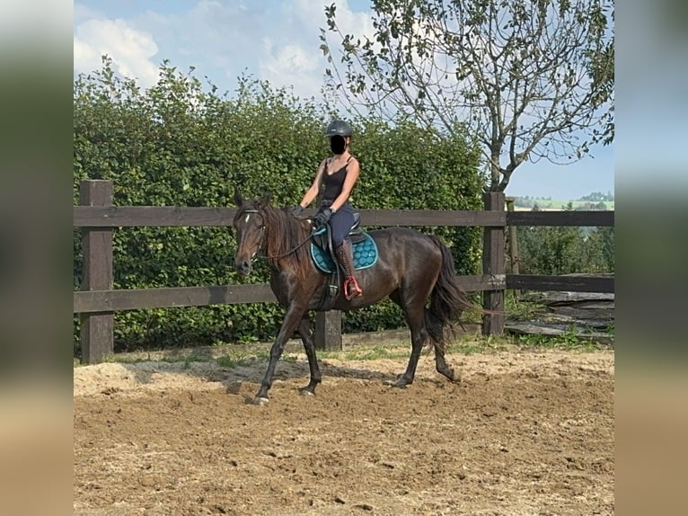 PRE Mix Merrie 9 Jaar 155 cm Bruin in Daleiden