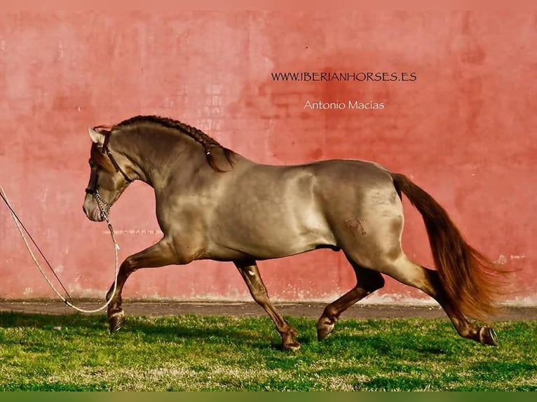 PRE Merrie 9 Jaar 156 cm Donkerbruin in Leinburg