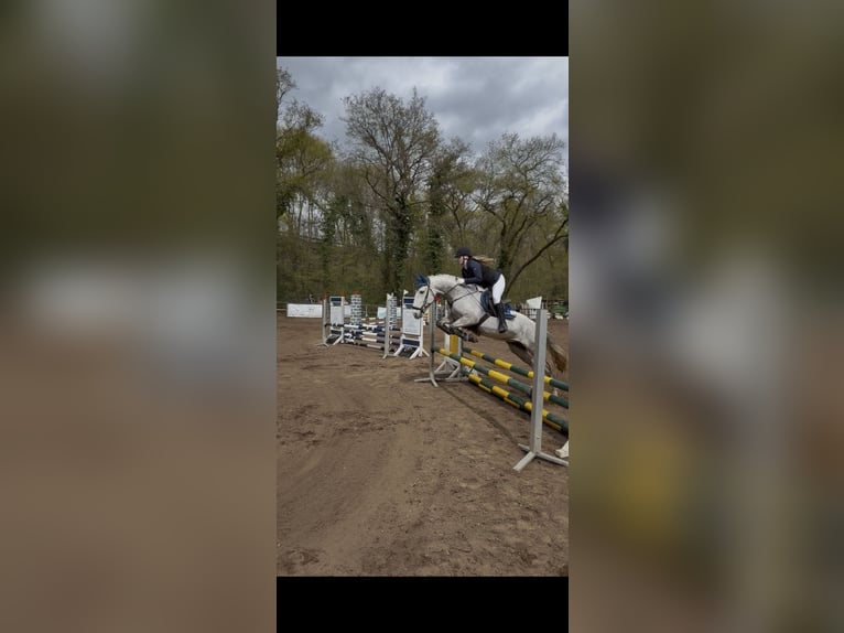 PRE Merrie 9 Jaar 157 cm Schimmel in Langenselbold