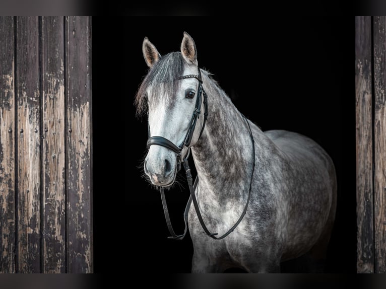 PRE Merrie 9 Jaar 157 cm Schimmel in Langenselbold