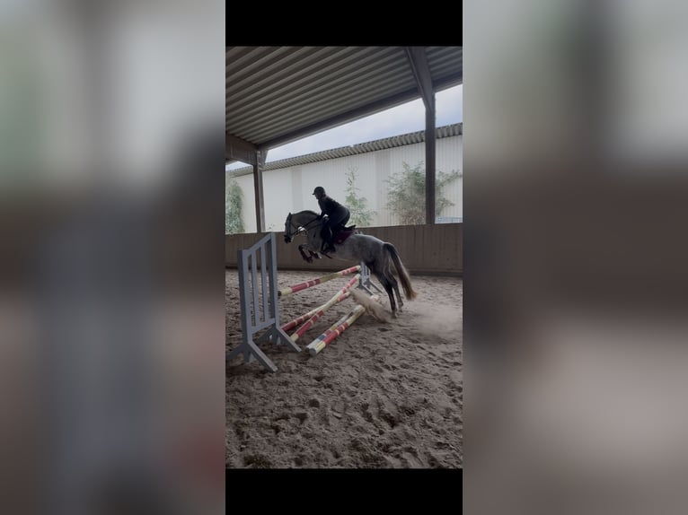 PRE Merrie 9 Jaar 157 cm Schimmel in Langenselbold