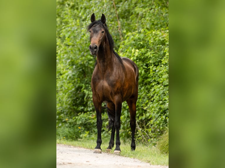 PRE Merrie 9 Jaar 160 cm Bruin in Feuchtwangen