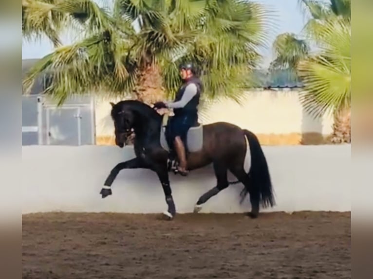 PRE Merrie 9 Jaar 160 cm Donkerbruin in Almafra (Zona)