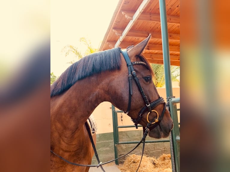 PRE Merrie 9 Jaar 160 cm Donkerbruin in Almafra (Zona)