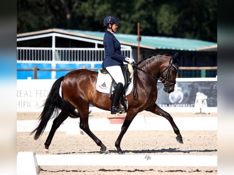 PRE Merrie 9 Jaar 160 cm Donkerbruin in Almafra (Zona)