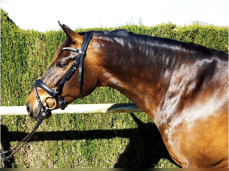 PRE Merrie 9 Jaar 160 cm Donkerbruin in Almafra (Zona)