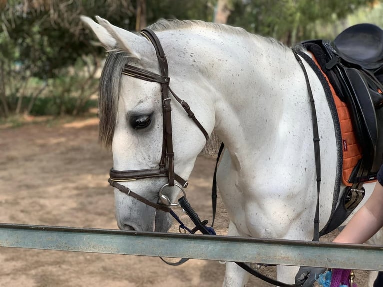 PRE Merrie 9 Jaar 160 cm Schimmel in Naquera