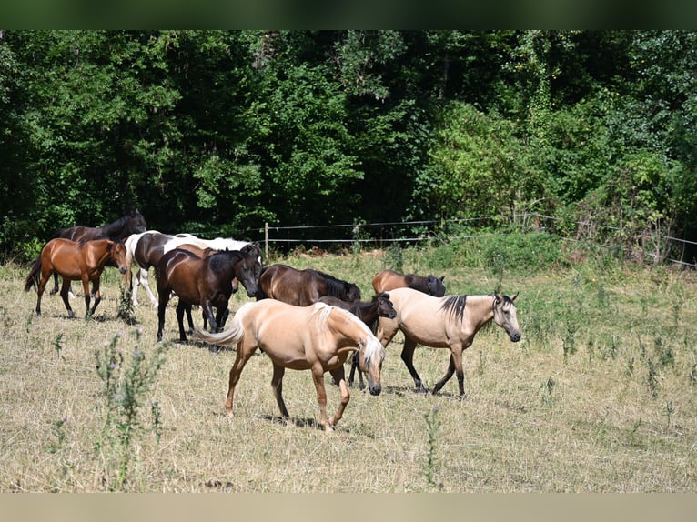 PRE Merrie 9 Jaar 162 cm Palomino in Klettgau