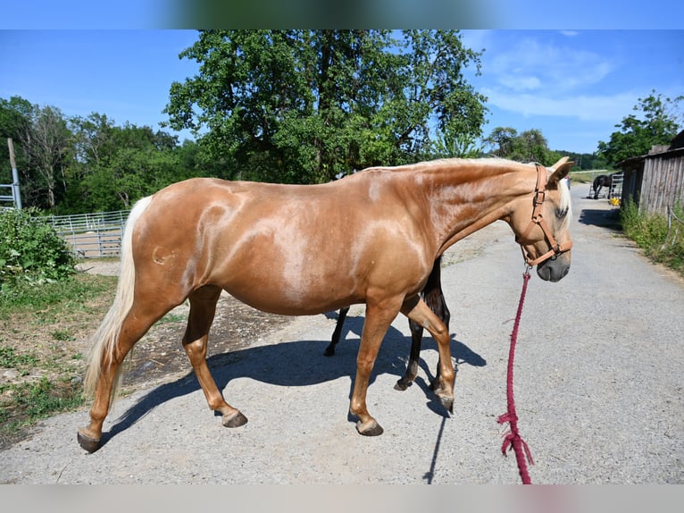 PRE Merrie 9 Jaar 162 cm Palomino in Klettgau
