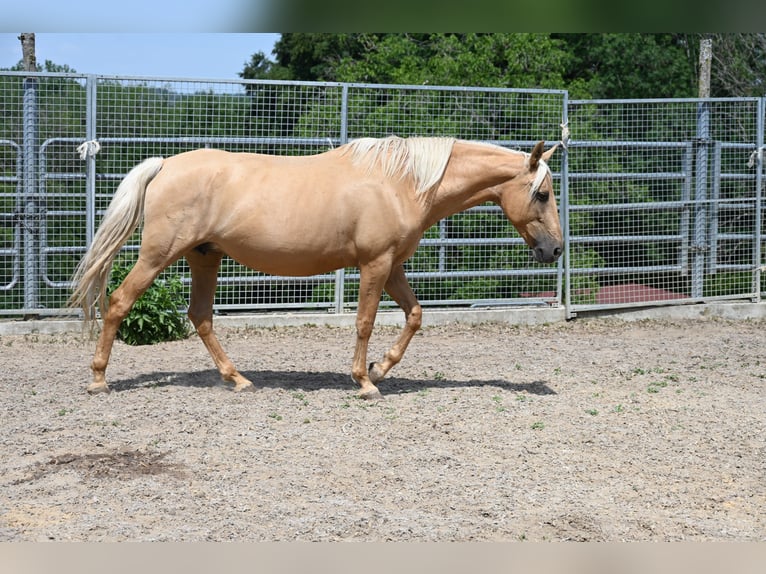 PRE Merrie 9 Jaar 162 cm Palomino in Klettgau