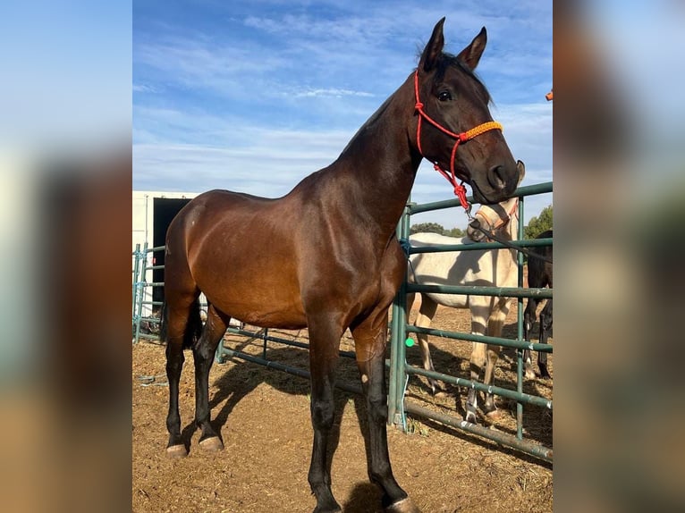 PRE Merrie 9 Jaar 163 cm Bruin in Cuenca PRE Merrie 9 Jaar 163 cm Bruin in Cuenca