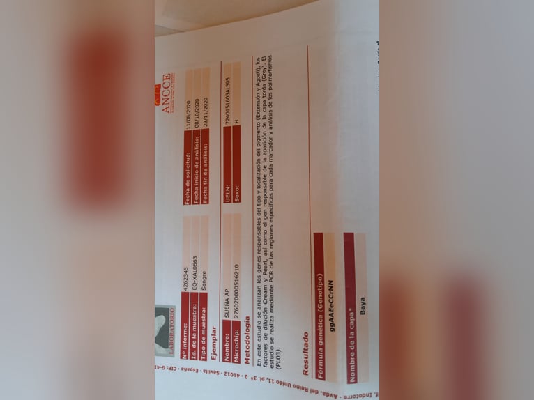 PRE Mix Merrie 9 Jaar 163 cm Buckskin in Lichtenstein/Sachsen PRE Mix Merrie 9 Jaar 163 cm Buckskin in Lichtenstein/Sachsen