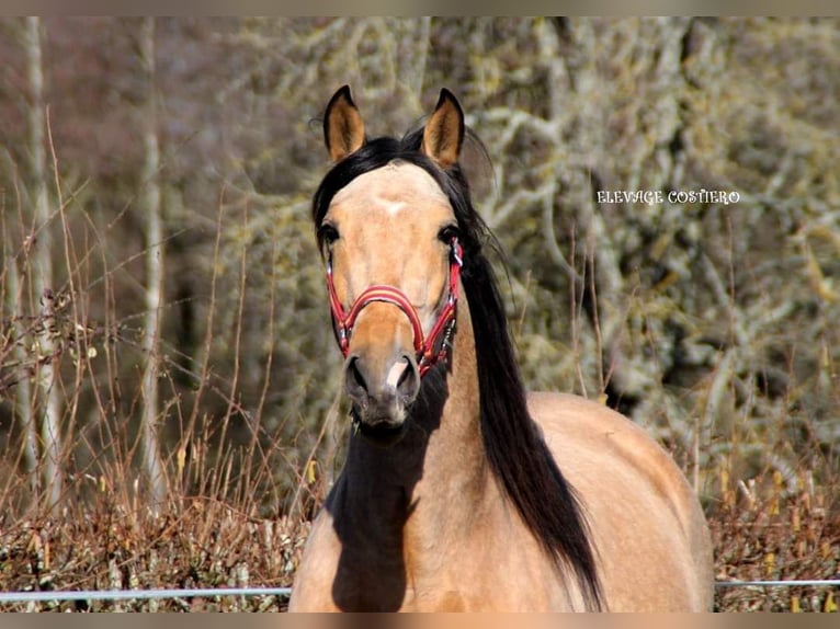 PRE Merrie 9 Jaar 164 cm Falbe in Cossaye