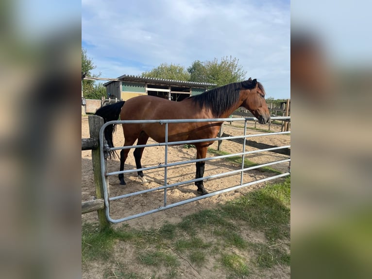 PRE Mix Merrie 9 Jaar 165 cm Falbe in Stadthagen