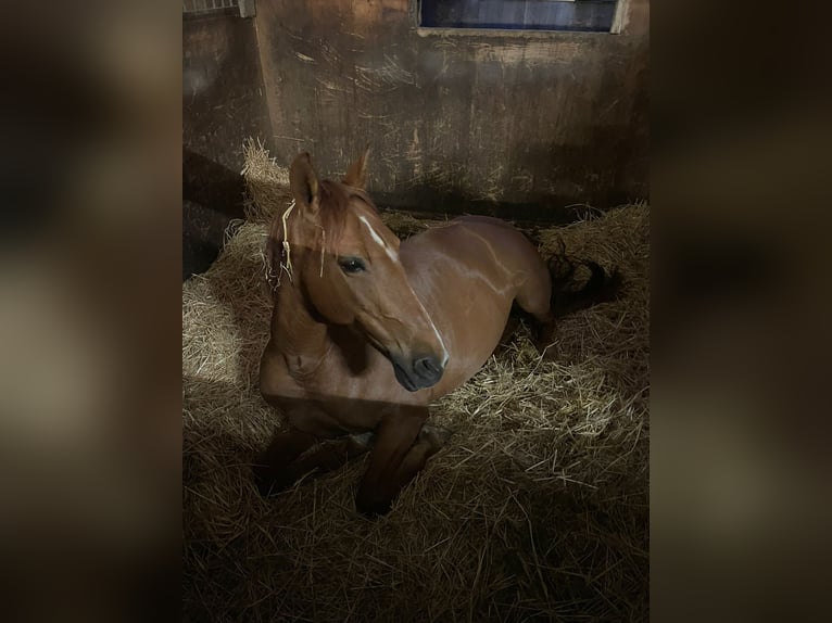PRE Mix Merrie 9 Jaar 165 cm Vos in Perchtoldsdorf