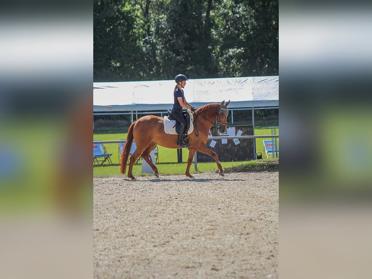 PRE Mix Merrie 9 Jaar 165 cm Vos in Perchtoldsdorf