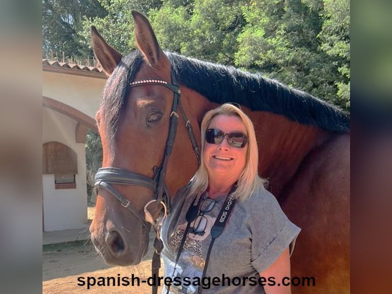 PRE Mix Merrie 9 Jaar 166 cm Bruin in Barcelona