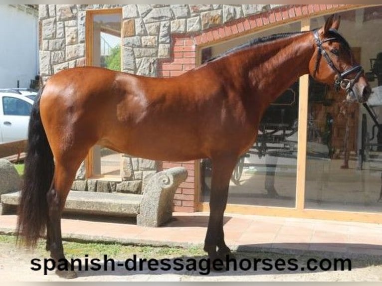 PRE Mix Merrie 9 Jaar 166 cm Bruin in Barcelona