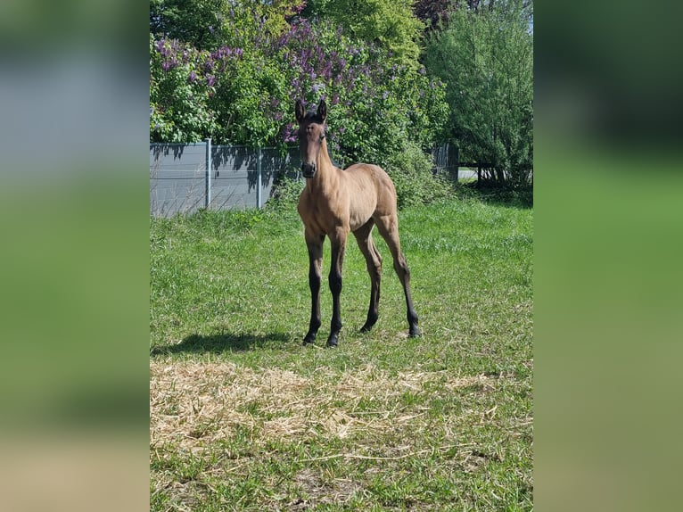 PRE Merrie 9 Jaar 167 cm Schimmel in skanderborg