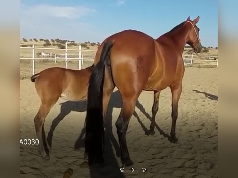 PRE Mix Merrie 9 Jaar 175 cm Roodbruin in Navalvillar De Pela