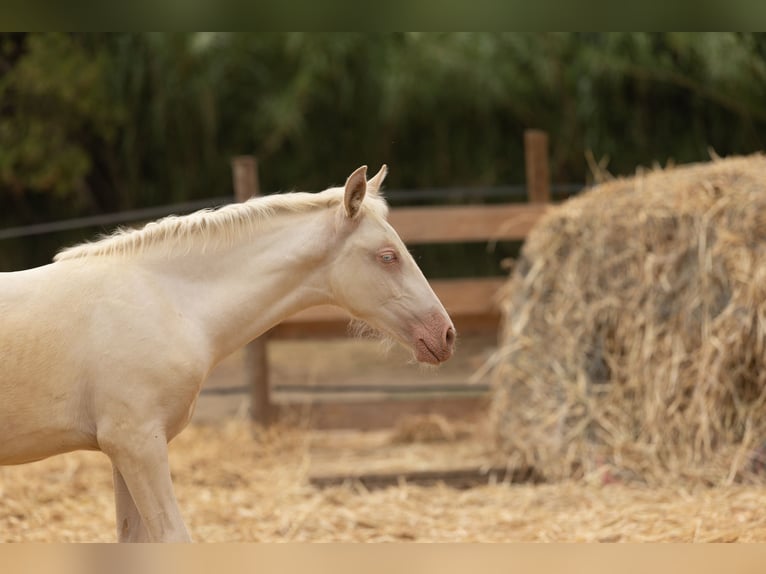 PRE Merrie  135 cm Cremello in Empuriabrava