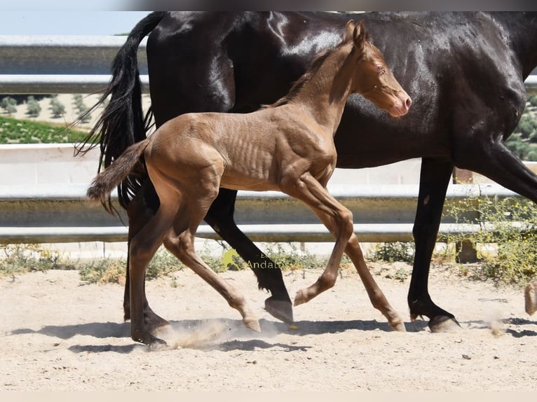 PRE Merrie Veulen (05/2026) 158 cm Pearl in Provinz Cordiba