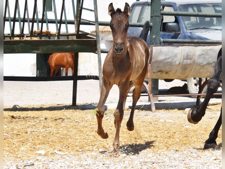 PRE Merrie Veulen (04/2026) 158 cm Zwart in Provinz Cordoba