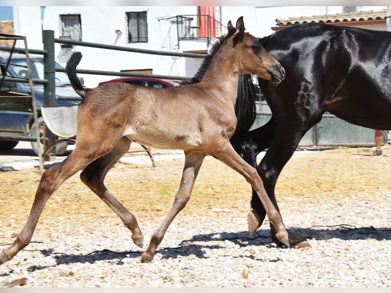PRE Merrie Veulen (04/2026) 158 cm Zwart in Provinz Cordoba