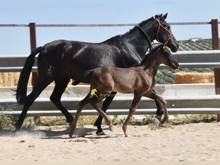 PRE Merrie Veulen (04/2026) 158 cm Zwart in Provinz Cordoba
