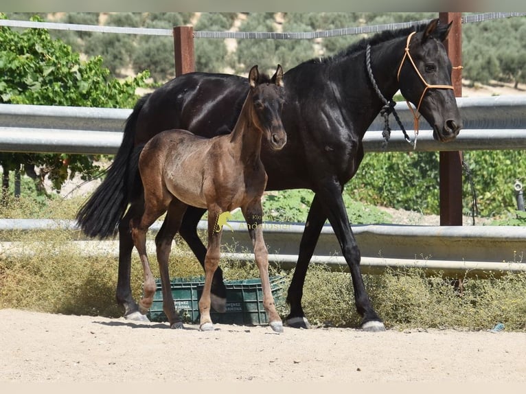 PRE Merrie Veulen (04/2026) 158 cm Zwart in Provinz Cordoba