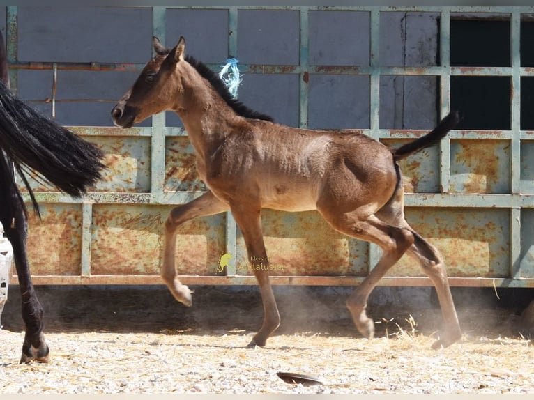PRE Merrie Veulen (04/2026) 158 cm Zwart in Provinz Cordoba