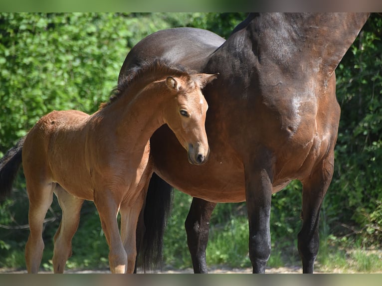 PRE Merrie Veulen (04/2026) 160 cm Buckskin in Dochamps