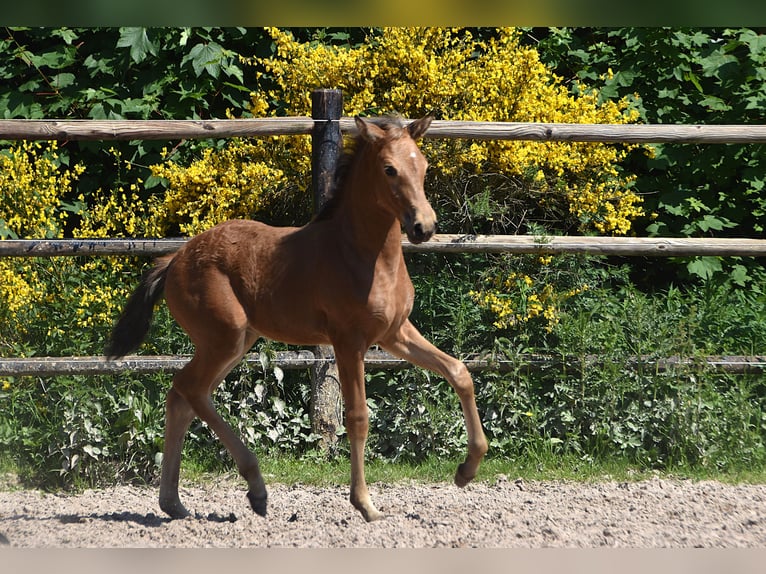 PRE Merrie Veulen (04/2026) 160 cm Buckskin in Dochamps