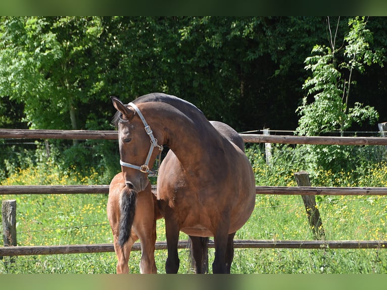 PRE Merrie Veulen (04/2026) 160 cm Buckskin in Dochamps