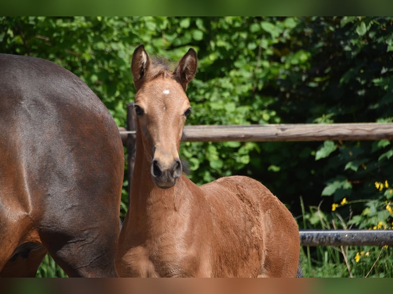 PRE Merrie Veulen (04/2026) 160 cm Buckskin in Dochamps