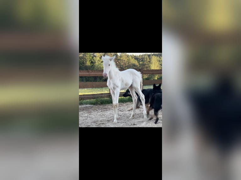 PRE Merrie Veulen (04/2026) 160 cm Cremello in Gößweinstein