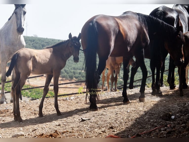 PRE Merrie Veulen (03/2026) 160 cm Falbe in Provinz Cordoba